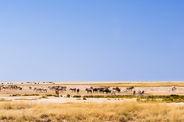 Group of animals at a water hole / Group of zebras and wildebeest at a waterhole in Etosha National Park.