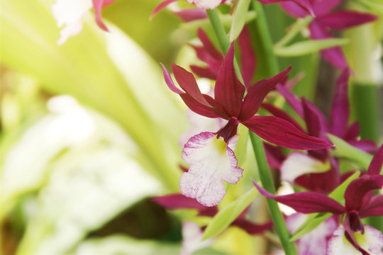 Exotic Red Calanthe Orchid Flowers