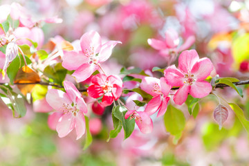 Tender pink flowers spring background. Beautiful fruit tree branch blossoming pink purple flowers, sunny day light. selective focus