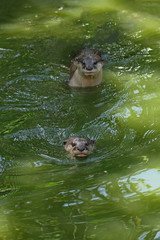 Fototapeta premium The sunny day. Two curious otters swimming in the tropical river