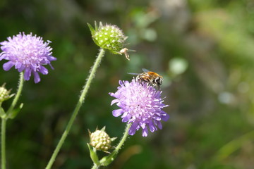 Biene auf einer Blüte