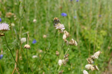 Biene auf einer Blüte