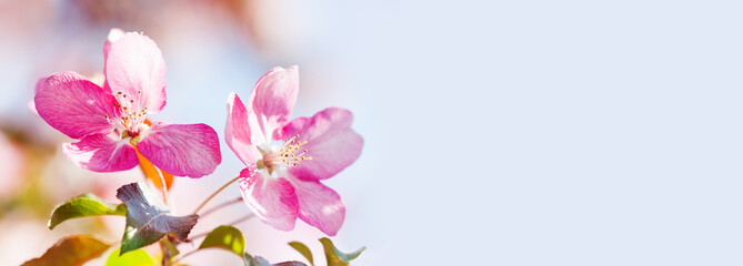 Fototapeta na wymiar Close-up pink flowers spring background. Soft and tender cherry blossom tree branch, copy space