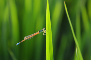 An Indian dragonfly on the green leaf. 