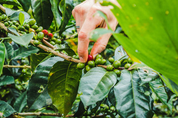 Frau erntet Kaffee in Kolumbien im Kaffeedreieck bei Salento
