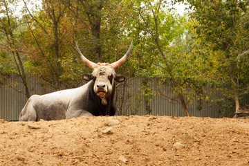 Animal