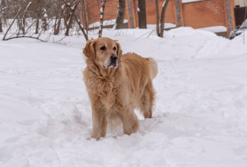 retriever on a walk in the winter park