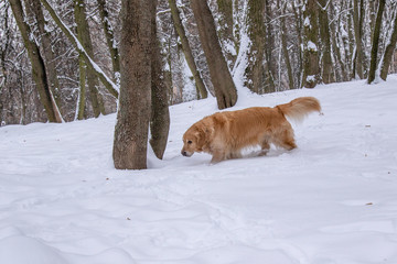 retriever on a walk in the winter park
