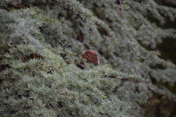 Pin + Sapin + Arbre + Macro
