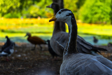 Duck on St James Park in London, UK