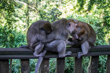 Floresta dos Macacos