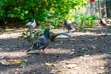 Pigeon on St James Park in London, UK