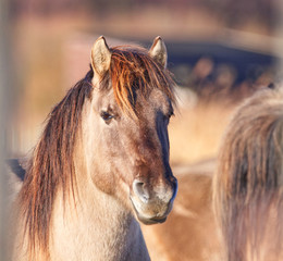 Close up portrait of a wild Konik pony set against a blurred background © Jenny