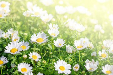 Fototapeta na wymiar Spring Background with meadow of chamomile flowers. Beautiful Blooming meadow in sunny day.