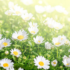 Blossoming spring meadow with chamomile flowers.