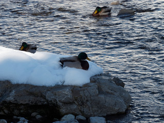 Fototapeta premium Anas platyrhynchos - Canard colvert mâle couché dans la neige au bord d'un rocher