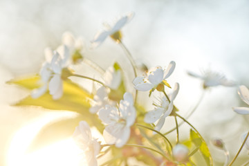 white flowers cherry tree. white flowers cherry tree. Flowers cherry tree blossomed. Honey and medicinal plants Ukraine. Flowering fruit trees.