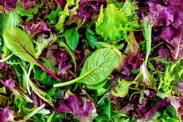 Salad mix leaves background. Fresh Salad Pattern with rucola, purple  lettuce, spinach, frisee and  chard leaf.