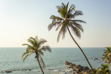 two green palm trees on the background of the ocean with stones and blue clear sky