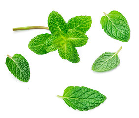 Flying Mint leaves isolated on white background. Fresh Spearmint, peppermint leaf