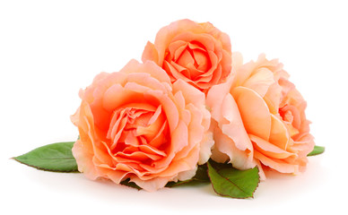 Orange roses flowers.