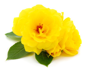 Yellow beautiful roses.