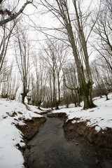 el famoso hayedo de Otzarreta, basque country