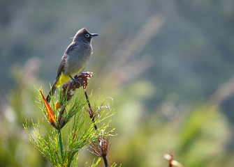 South african Cape Bulbul standing on top of dried bush. Sideway view with blurred background
