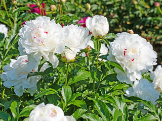Weiße Pfingstrosen, Paeonia