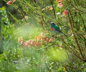 Southern Double collared Sunbird sitting on a erica bush in bloom.  Bird holding to evergreen, displaying white, orange and blue breast. Blurry background