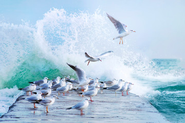 Many white gulls on the pier in a storm