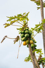 papaya tree in natural environment