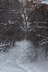 Winter landscape, trees under the snow, Russia