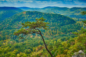 Tree at Scenic Overlook