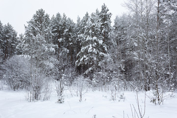 Winter landscape, trees under the snow, Russia