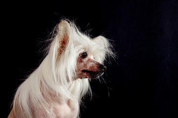 Chinese Crested Hairless dog portrait in profile on a black background