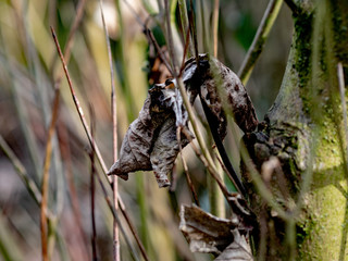 OLYMPUS DIGITAL CAMERA - WALK I PARK