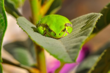 Beautiful Europaean Tree frog Hyla arborea - Stock Image