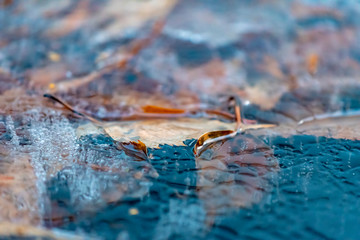 Leaves and small air bubbles trapped in frozen water.