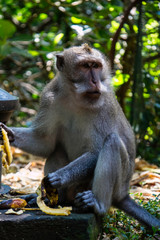 Floresta dos Macacos