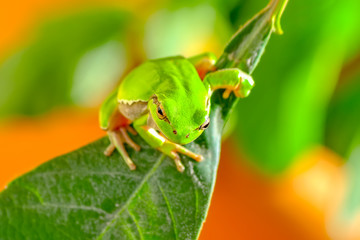 Beautiful Europaean Tree frog Hyla arborea - Stock Image