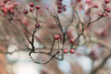 red berries of chokeberry on a branch