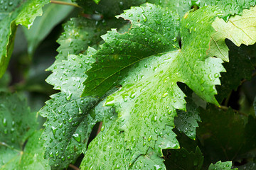 Detail of vine leaf in the rain. Grape leaves. Grape leaves in the garden