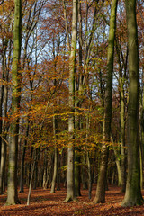 Rotbuchen im Naturschutzgebiet Hülser Bruch, Krefeld, NRW, Deutschland