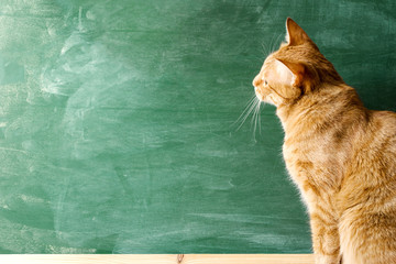 Red cat against the background of a green blackboard. Space on a board for your text.