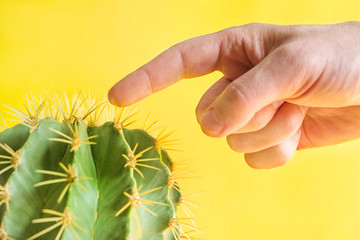 Male hand touching a prickly cactus on a yellow background, close up