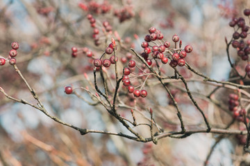 red berries of chokeberry on a branch