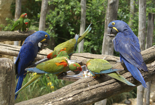 Zoo de Dou&eacute; la Fontaine (Maine-et-Loire) : aras hyacinthes, aras de la Fresnaye,  conures mitr&eacute;es , 