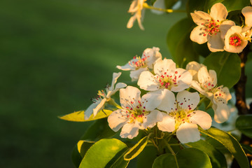 Background with pear tree flowers and copy space