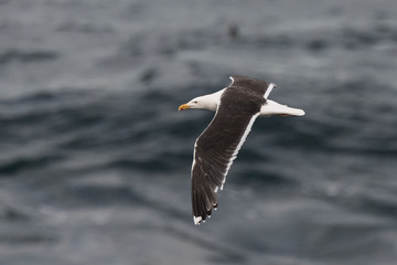 Great black-backed gulls, Larus marinus, in flight over see